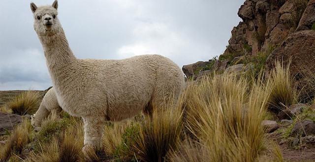 中国高端羊驼毛制品市场前景大好,澳大利亚优质羊驼将入华
