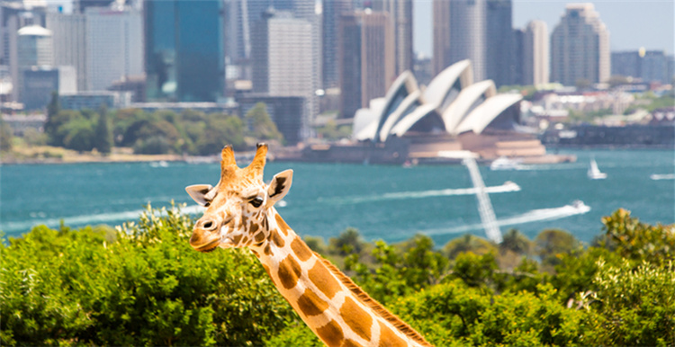 卖家们都在关注的亚马逊澳洲站:反季商品有更