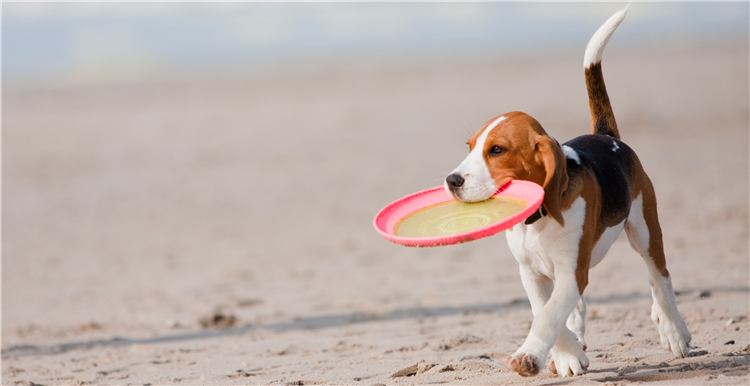 GBC未平、Frisbee飞盘侵权卷土重来！昔日指尖陀螺卖家献言献计