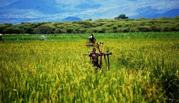 坦桑尼亚鼓励进口农业机械
