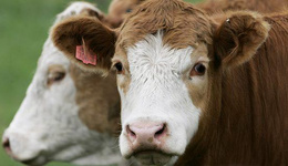 俄罗斯最近大量进口活牛，欲自己养牛减少牛肉进口