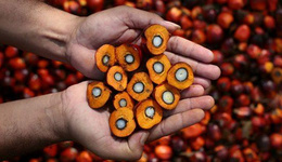 尼日利亚棕榈油短缺，高进口关税遭从业者诟病