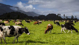 新西兰：乳制品行业成本高涨，奶农负债累累