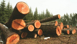 澳元高企、采伐受限，澳洲木材企业Boral宣布退出木材出口市场