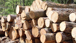 受欧盟新法规影响，新西兰木材出口遭遇寒冬