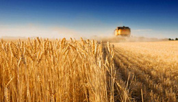 美国小麦因转基因在亚洲“失守”，黑海小麦卷土重来