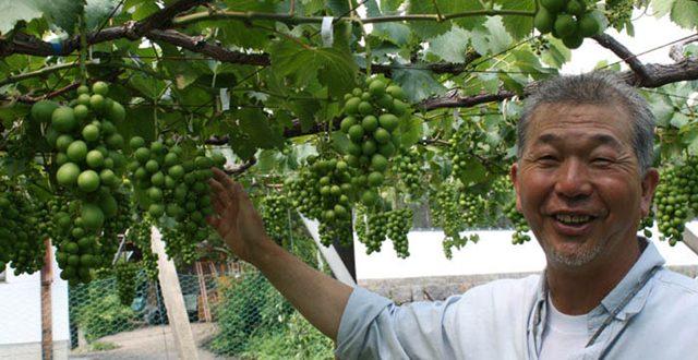 日本加入TPP协定，农产品将遭遇挑战