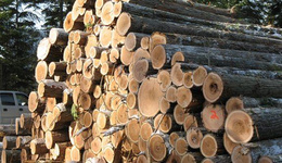 俄罗斯：中国在俄木材加工厂违法砍伐森林，或将受到当地政府制裁