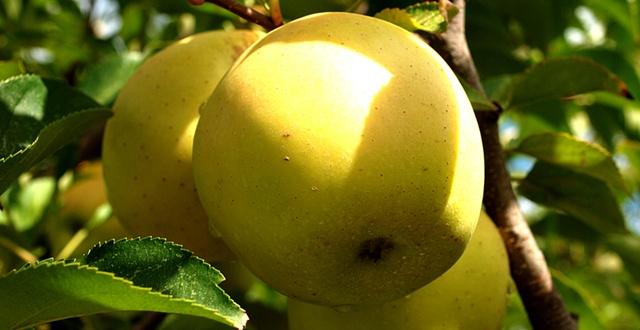 澳大利亚：种植商埋怨中国苹果汁影响市场，蕉农创造自动售卖机零售香蕉