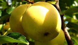 澳大利亚：种植商埋怨中国苹果汁影响市场，蕉农创造自动售卖机零售香蕉