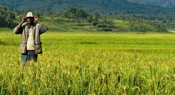 非洲：大米供应缺口巨大，每年花费巨资进口大米