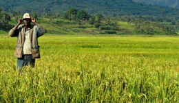 非洲：大米供应缺口巨大，每年花费巨资进口大米