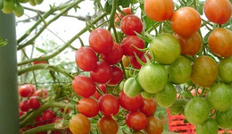 瑞典：荷兰廉价西红柿大量涌入，本土种植者陷入破产境地