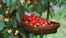 澳洲天气异常致樱桃减产，圣诞节樱桃将比往年贵很多
