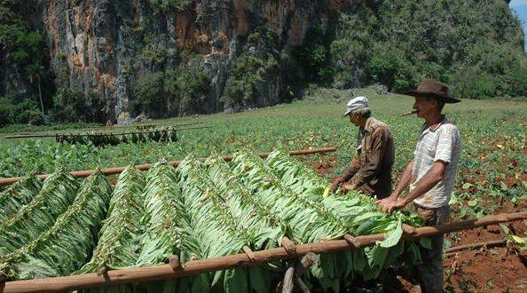 古巴实施新的农牧产品批发零售政策