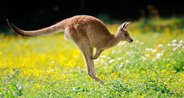 澳大利亚：袋鼠肉将作为奢侈品销往中国？