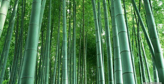 加纳：政府鼓励种植竹子