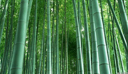加纳:政府鼓励种植竹子