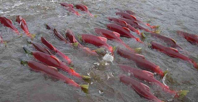 中东人爱吃鲑鱼，联酋阿联酋水产公司在岸上建养殖场