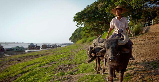 缅甸农业发展潜力巨大，有望成为亚洲“粮仓”