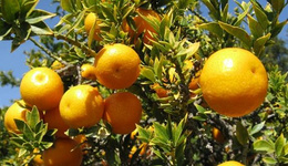 欧盟将禁止进口南非柑橘