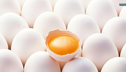 禽流感爆发，澳大利亚圣诞节恐现“鸡蛋荒”