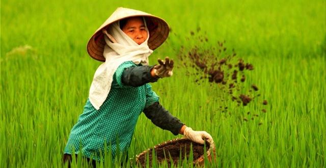 越南从中国进口大量水稻种子、量水化肥及农药