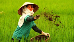 越南从中国进口大量水稻种子、化肥及农药