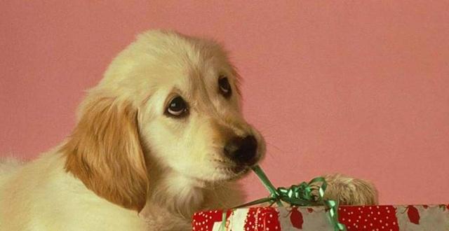 英国宠物也有圣诞礼物，中国市场亦被看好