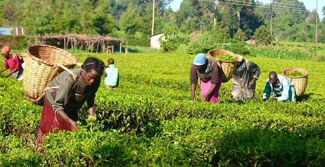 肯尼亚红茶每公斤跌至2.38美元，红茶进口商或有机会？