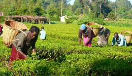 肯尼亚红茶每公斤跌至2.38美元，红茶进口商或有机会？