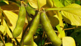 巴西大豆产量或超美国，中国进口其转基因豆