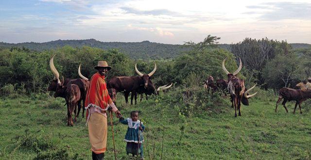 撒哈拉沙漠以南的非洲地区(即黑非洲)放牧着大量牛羊,这些牛羊所吃的