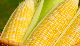 美国玉米占全球供应量的40%，气候变化或导致减产