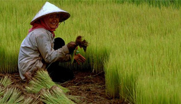 菲律宾下调稻米进口税，有利亚洲国家粮食出口