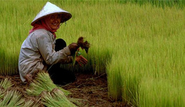 菲律宾下调稻米进口税,有利亚洲国家粮食出口