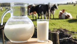 英国牛奶比瓶装水便宜，1.9升牛奶只卖8元