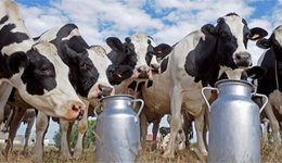 英国：超市价格战致牛奶价格暴跌，奶农受损严重
