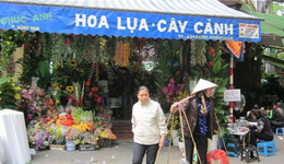 越南：农历新年邻近，进口鲜花卖得火爆