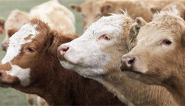 阿省出现疯牛病，更多国家暂停进口加拿大牛肉