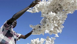 美国：中国让全世界穿上了涤纶，但棉农怎么活？