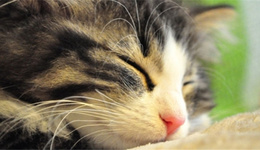 日本电商芬理希梦的“猫部落”商品，是爱猫族的好选择