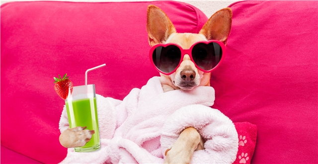 【商机】英国宠物狗用品年消费额已达106.4亿英镑