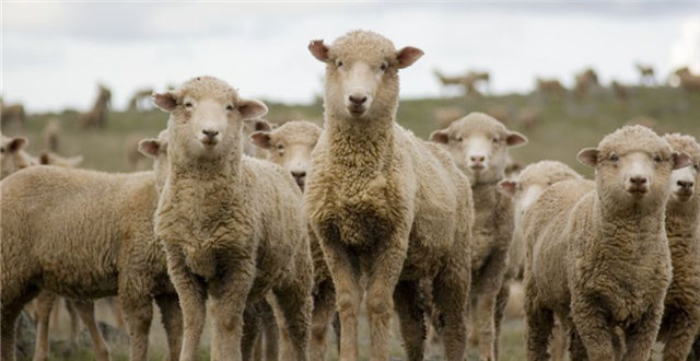 人造皮毛大衣热销中国，这可苦了澳洲的羊
