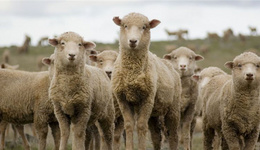 人造皮毛大衣热销中国，这可苦了澳洲的羊