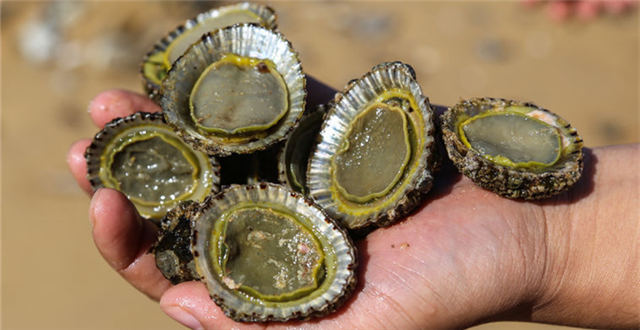 中国人猛吃鲍鱼，澳洲养殖公司又扩大规模了！