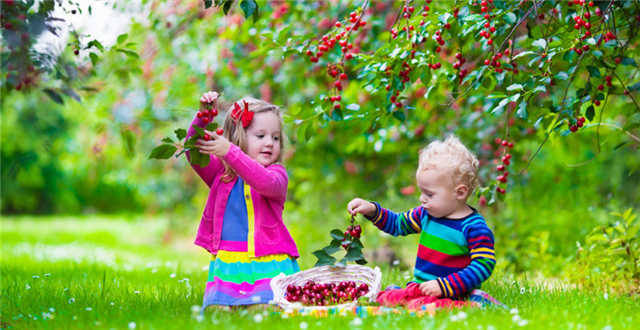 为了满足春节中国的樱桃需求，新西兰生产商也是拼了