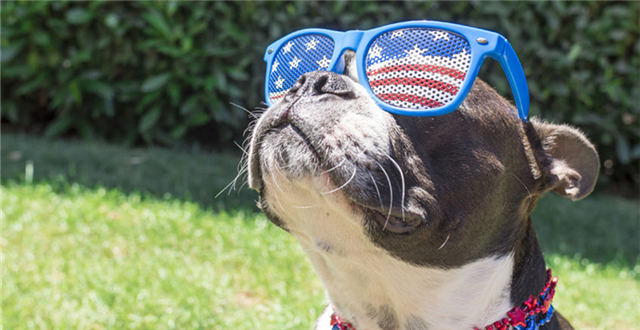 年销售超过8.5亿美元的美国宠物电商，靠什么赢得购物者的心？