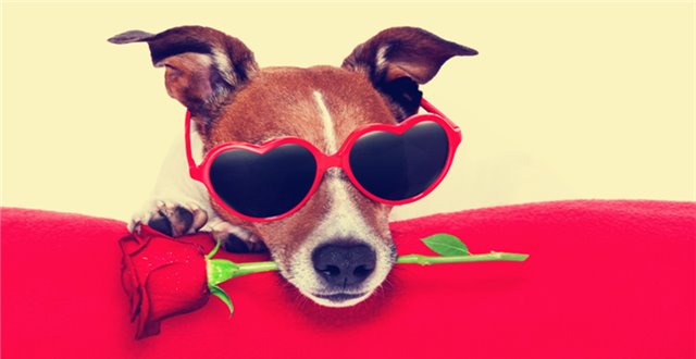 【情人节专题】日本推“可食用”男鞋，这下真的“舔鞋”无罪了