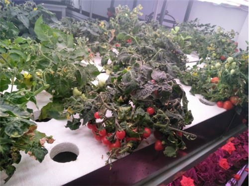 直击第121届广交会：小小照明灯，竟然让亚马逊主动抛出“橄榄枝”